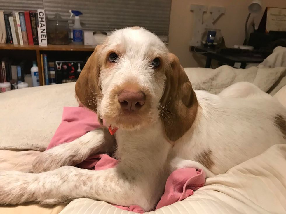 10 Stages Of Getting A New, Adorable, Pain-In-The-Butt Puppy