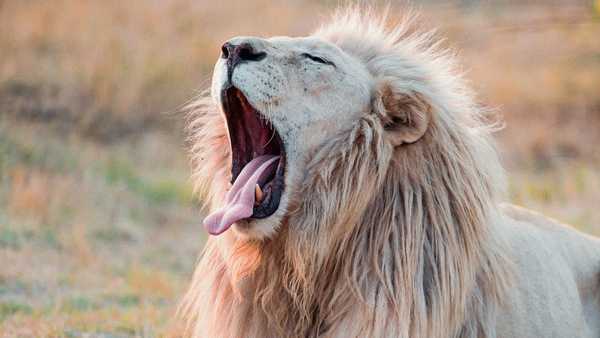 5 Reasons To NEVER Date A Leo Male, Regardless Of Your Sign