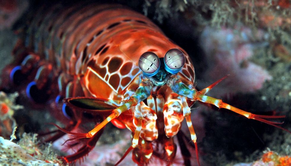 We Could All Learn A Thing Or Two From The Mantis Shrimp