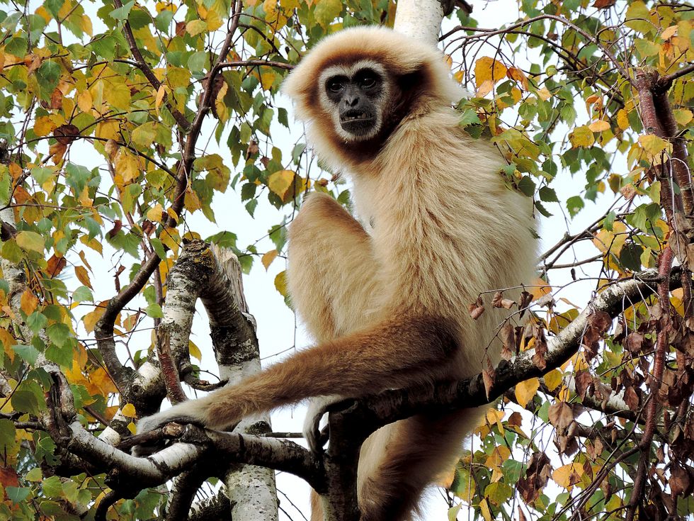 5 Reasons Gibbons Are The Most Underrated Animal