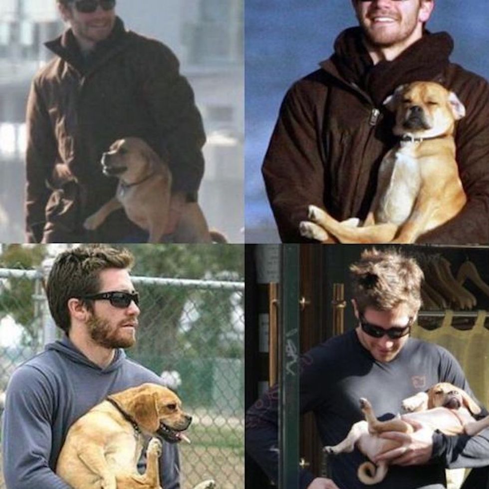 8 Adorable Photos Of Jake Gyllenhaal With Dogs To Get You Through The Day
