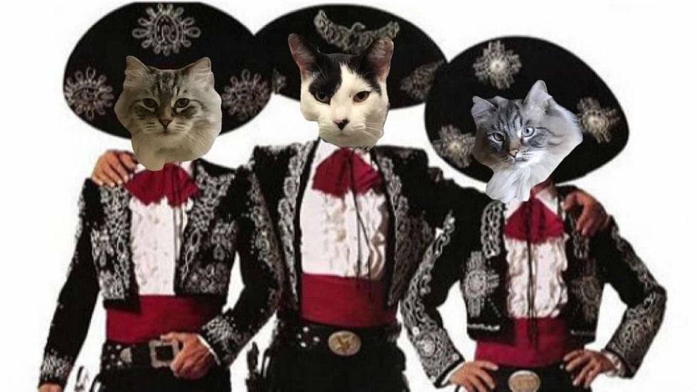 How Adopting A Cat Changed My Life