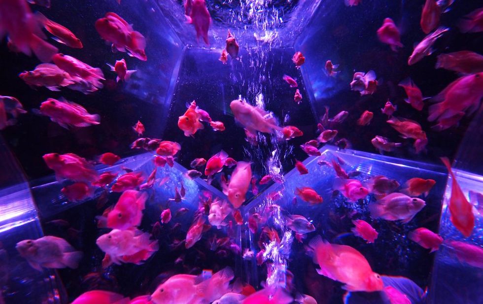 How can owning a fish tank be therapeutic?