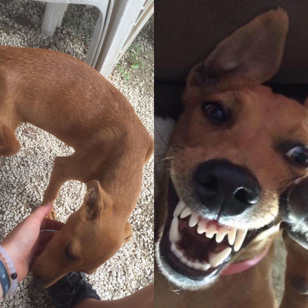 Mila: The Mexican Shelter Puppy Who Can't Stop Smiling