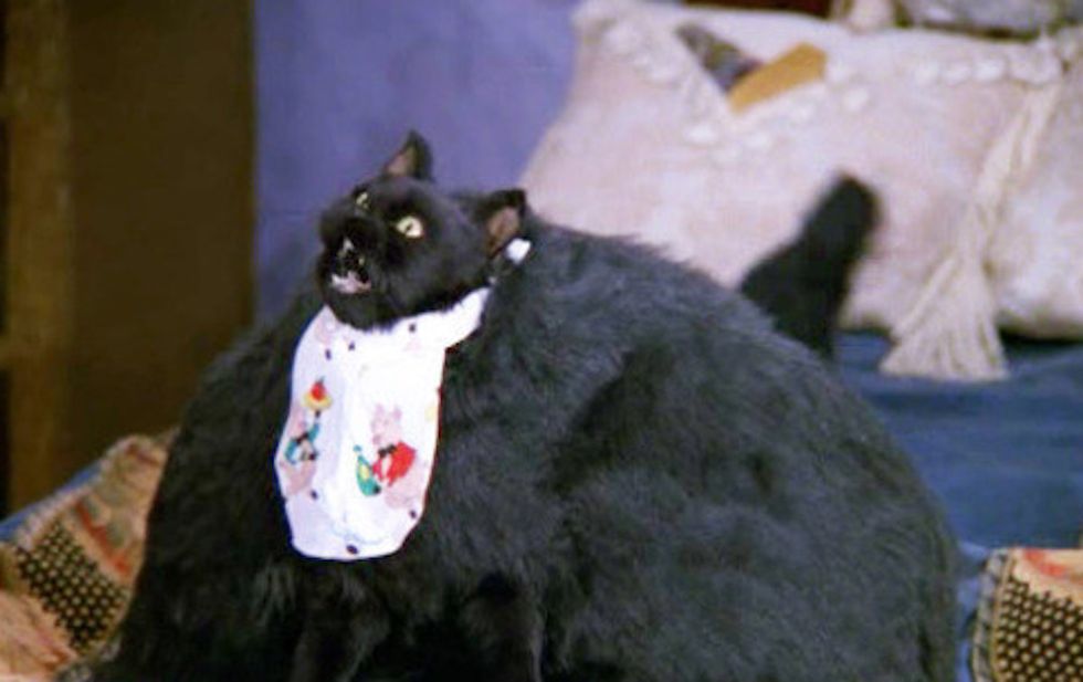 A College Student's Winter Break, As Told By Salem The Cat | The ...