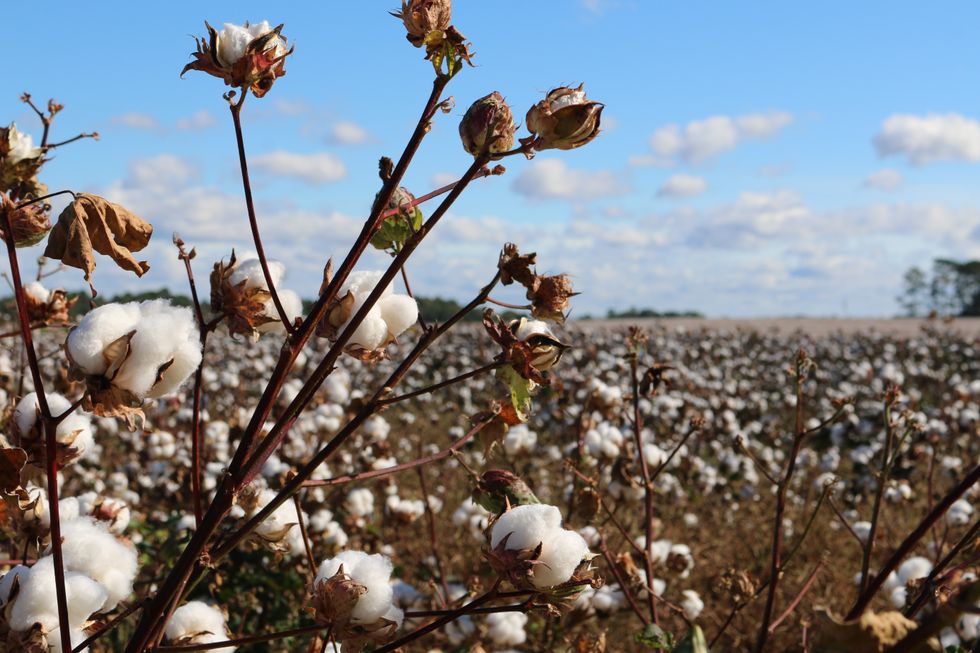 Is Cotton Controversial?