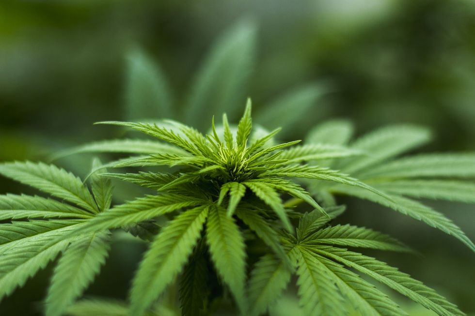 California Legalizes Marijuana