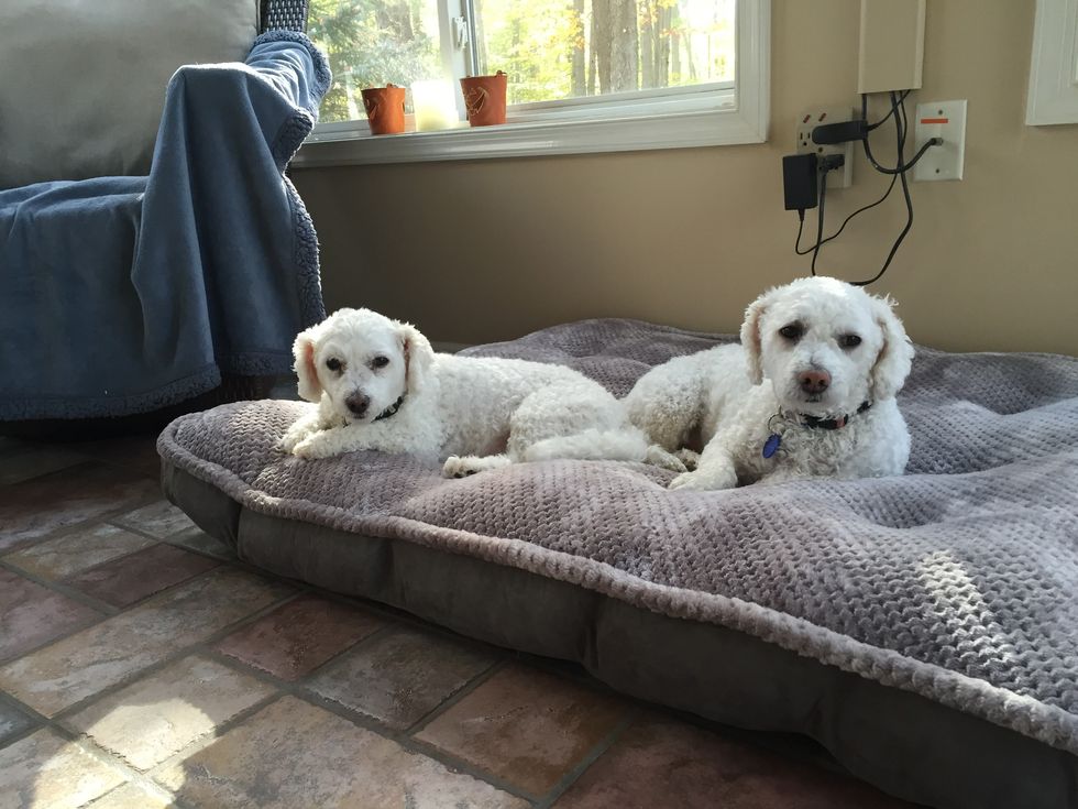 How My Dogs Got Me Over My Biggest Fear