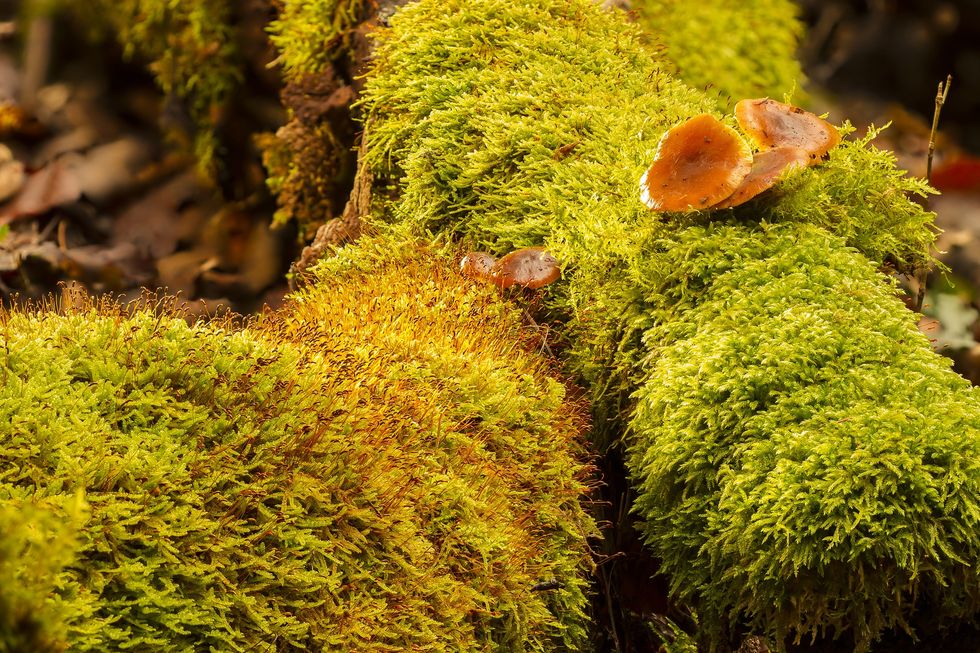 Low-Level Ozone And Carbon's Dangerous Effects On Humans And Vegetation