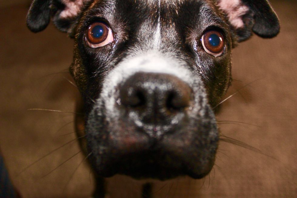 8 Reasons Why Dogs Will Always And Forever Be Man's Best Friend