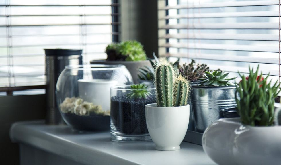 7 Unusual Houseplants Guaranteed To Up Your Houseplant Game In 2018