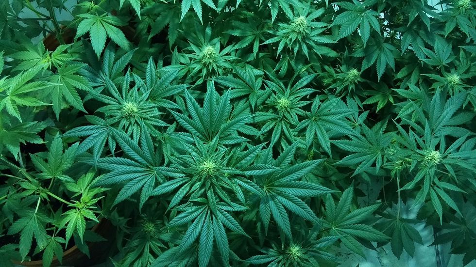 Jeff Sessions Cracks Down On Marijuana