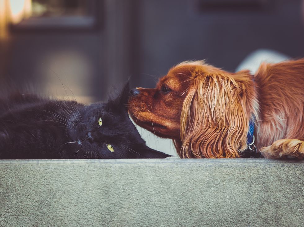 Cats vs Dogs: Which Pet Is Better?