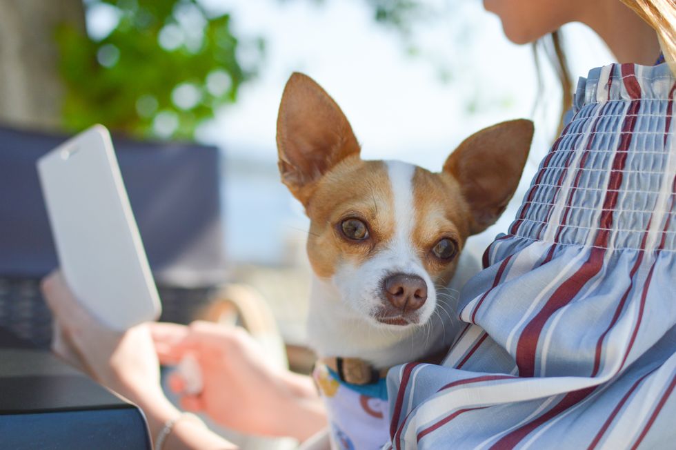 8 Things Every Chihuahua Owner Can Relate To