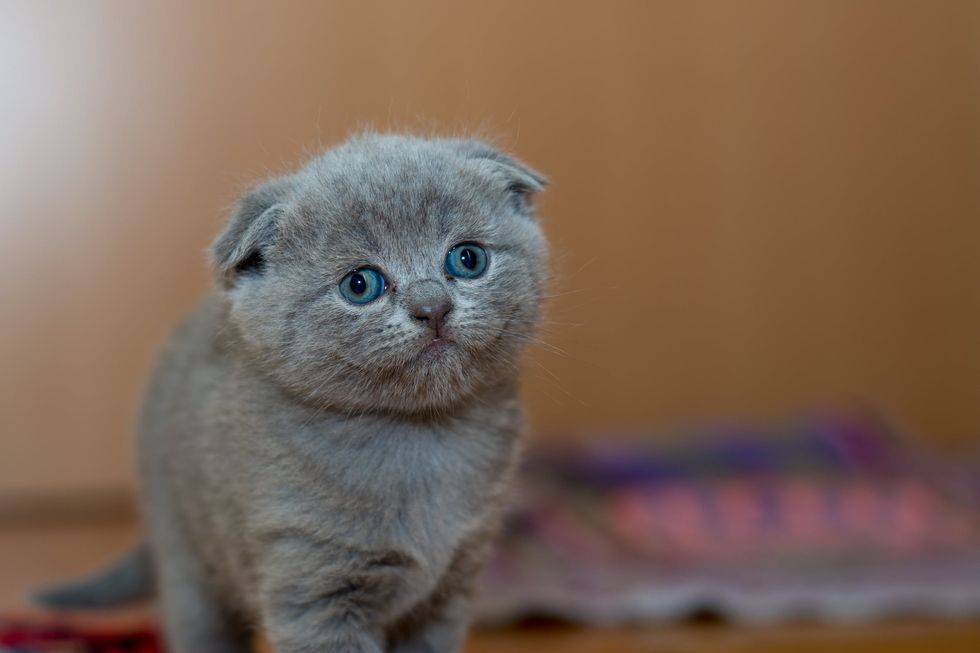10 Purrfect Cat Names That Will Make All Your Other Cat Owner Friends Jealous