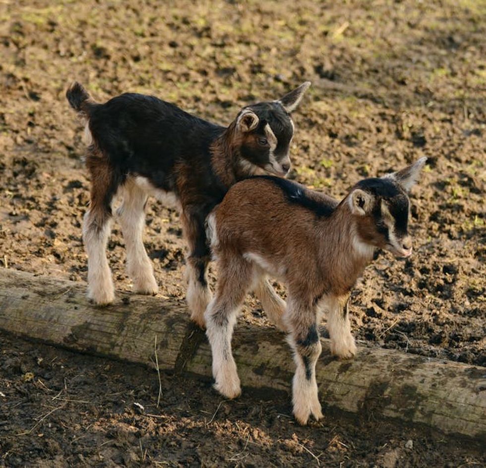 12 Reasons To Love Goats Just Because