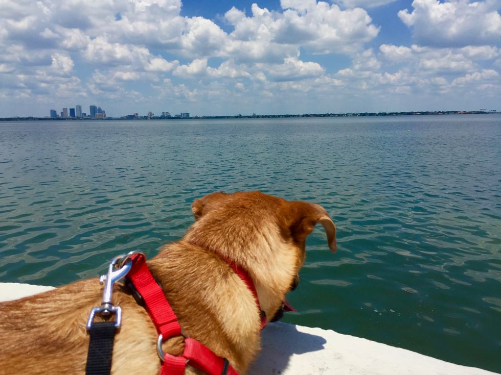 Bayshore Boulevard: Tampa's Special Spot