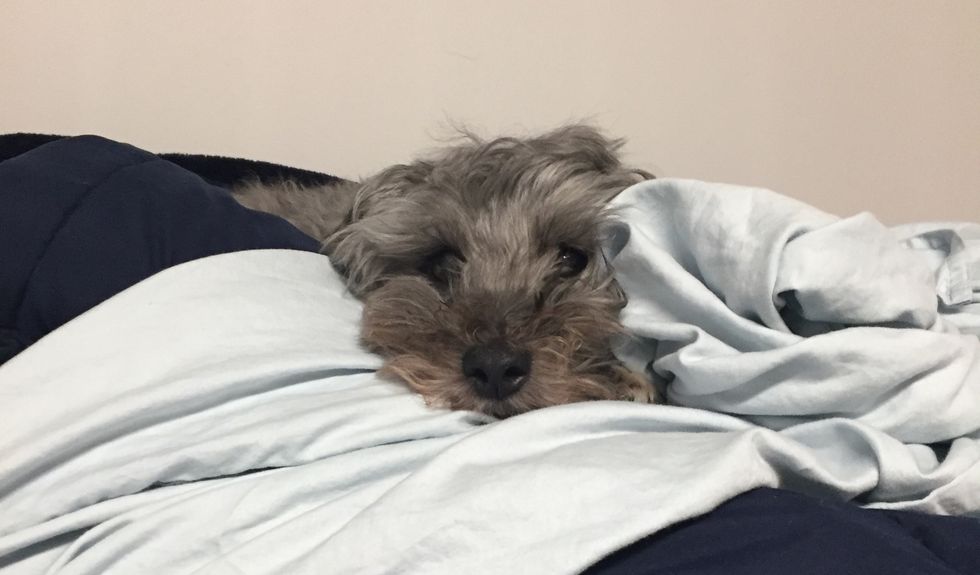 New California Law Says All Pets Sold In Stores Must Be Rescues