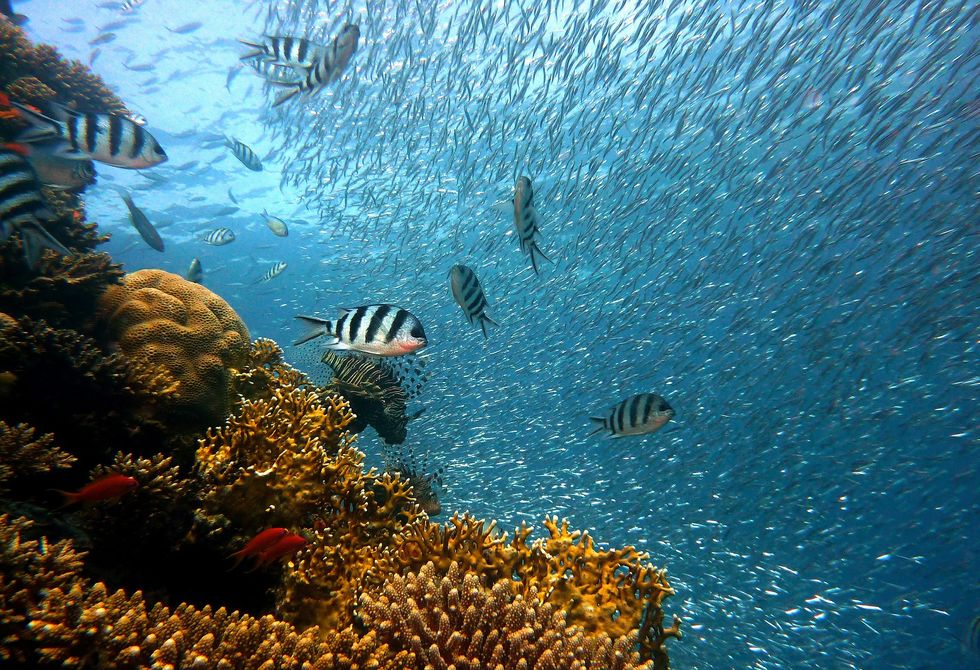 How Ocean Acidification Is Detrimental To Wildlife