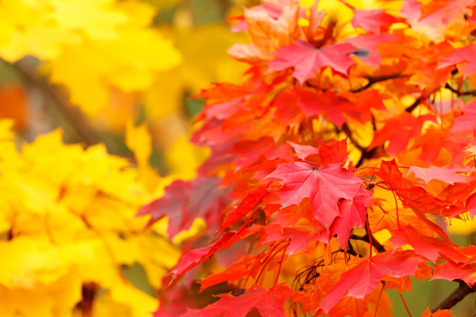 Autumn Leaves: 5 Bible Verses That Help A Woman See Her Worth In Christ