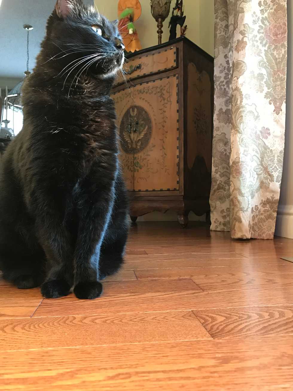 Yes, I Made My Cat An Instagram