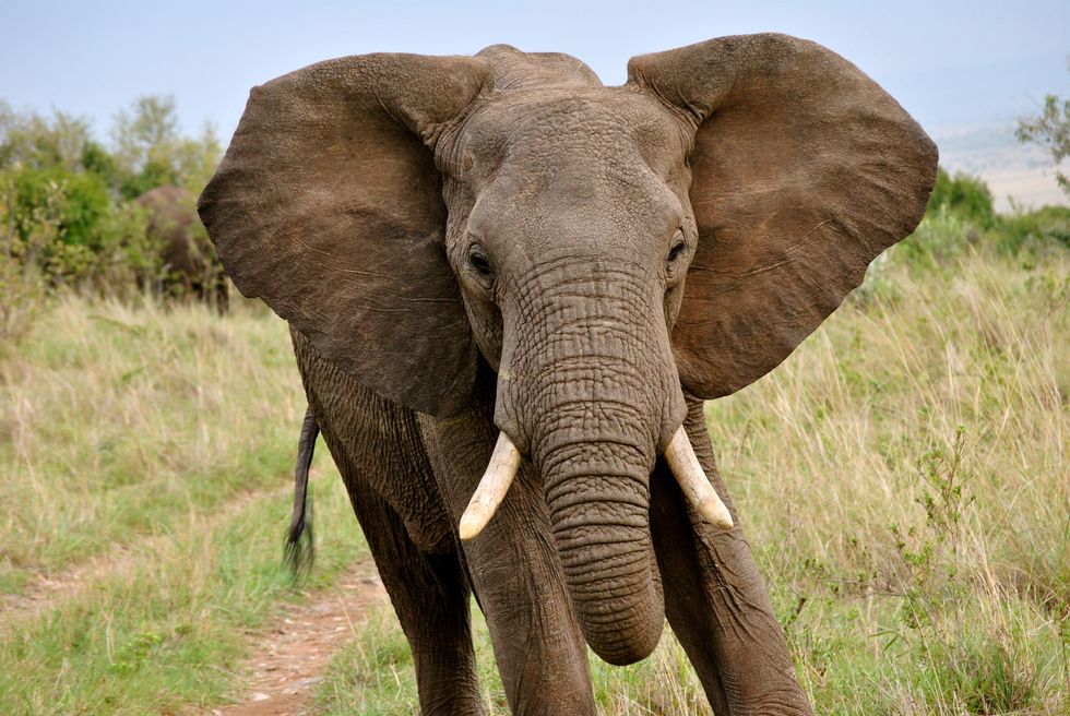 You Shouldn’t Read This Article Because It’s Just The Word “Elephant” Written 182 Times