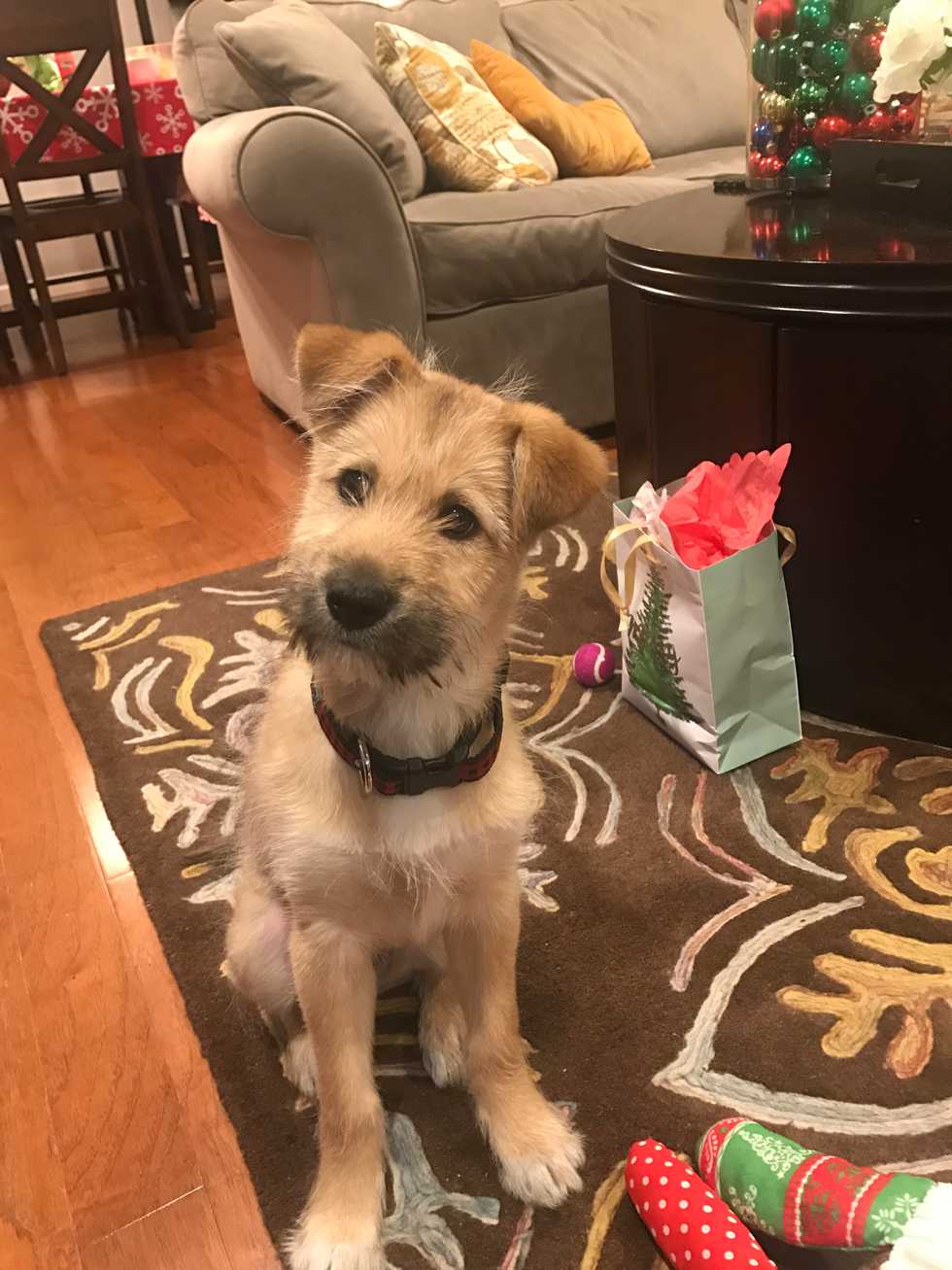 What I've Learned From Our Family's New Puppy