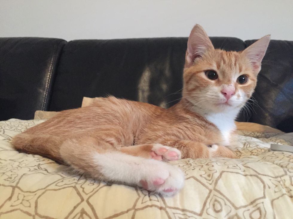 A Guide For New Pet Owners