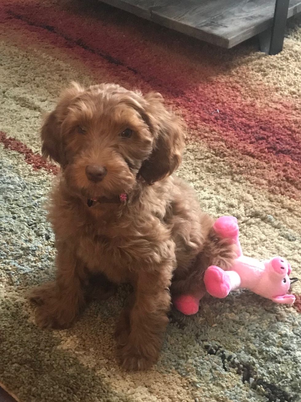 5 Things We Can Learn From Puppies