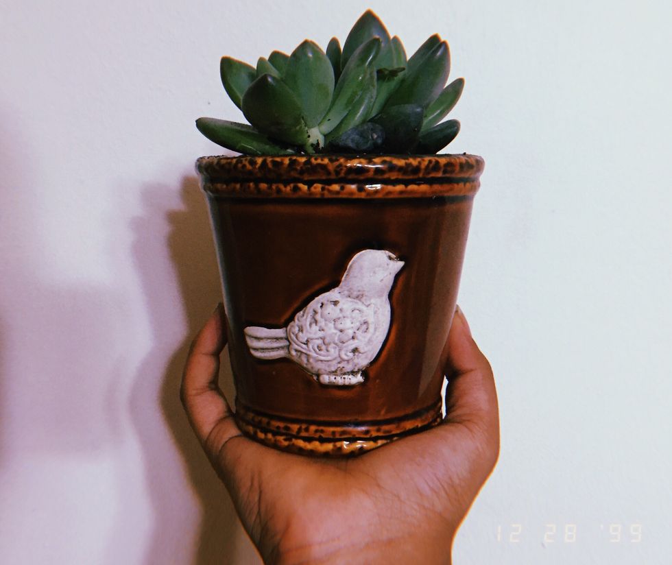 Adopting A Succulent Showed Me How Rewarding Being Responsible Truly Is