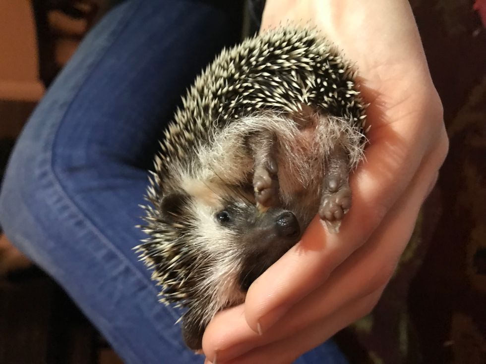 5 Things Those Cute Hedgehog Videos Don't Teach You About Hedgehogs