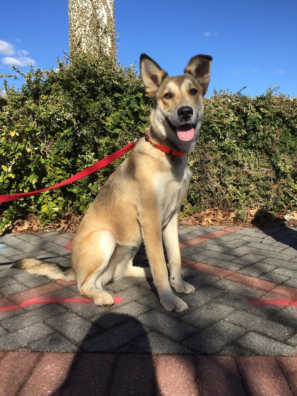 8 Reasons Why College Students Should 100% Have Dogs