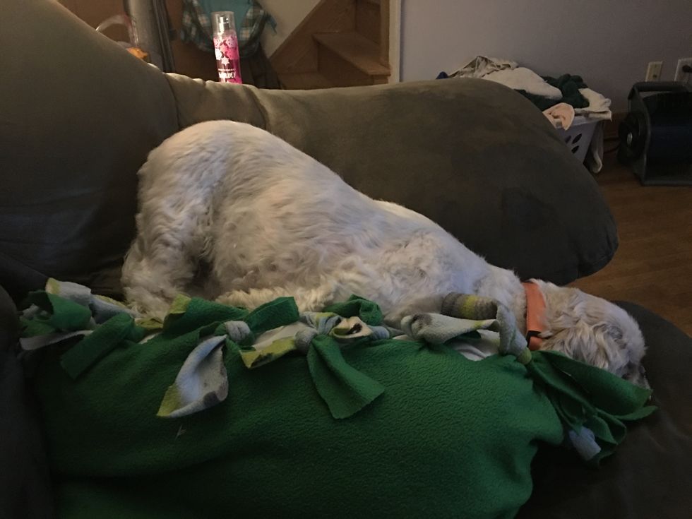 Dear Mom, Can We Please Get Another Dog?