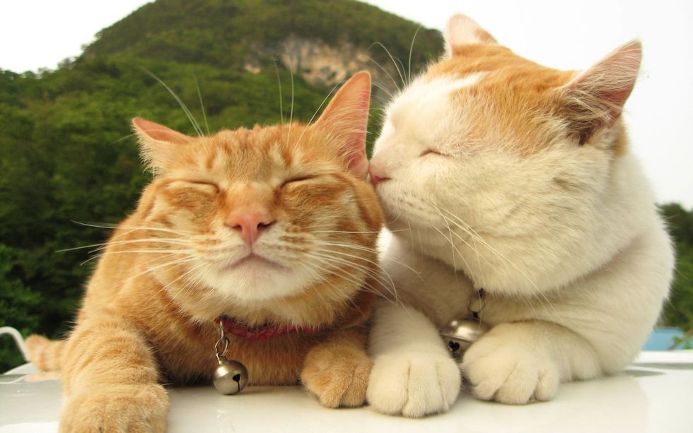 21 Signs Your Cat Loves You
