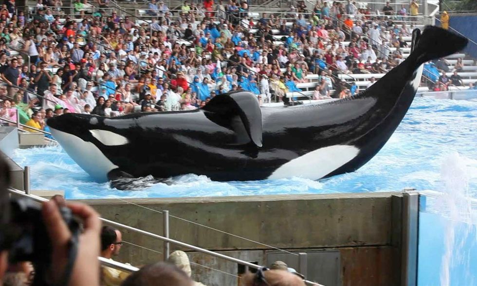 An Open Letter For Those Who Think They Knew Tilikum