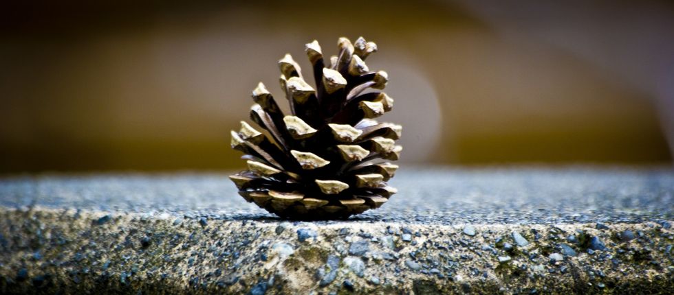 What It's Like Talking To A Pinecone