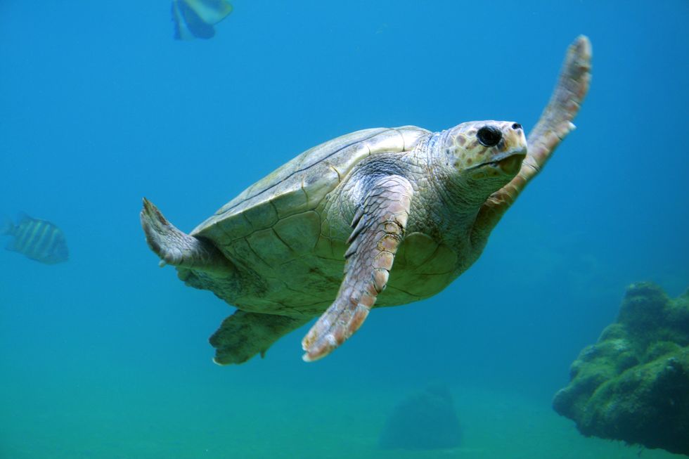 Why Global Warming Hurts Sea Turtles