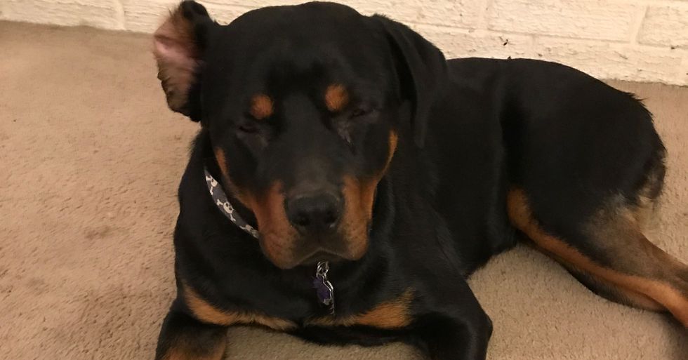5 Reasons You Should Never Own a Rottweiler 