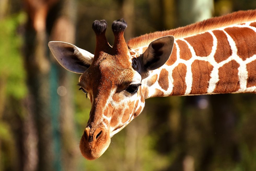 10 Reasons Giraffes Are Easily The Most Amazing Animals In The World