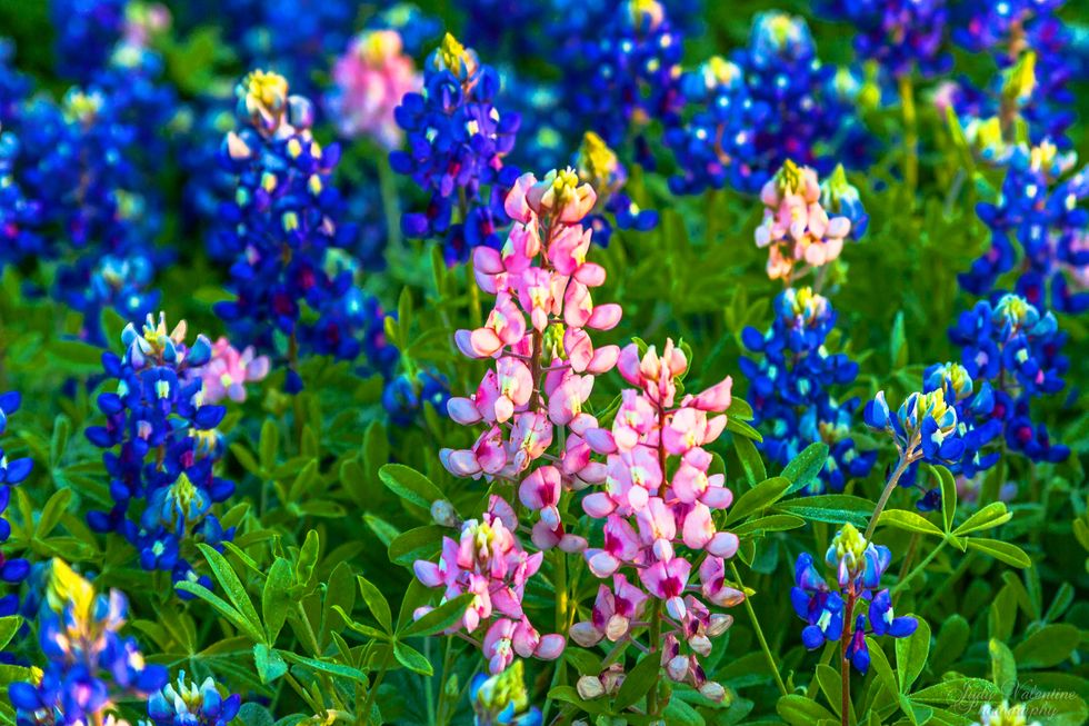 Poetry On Odyssey: Something Blue