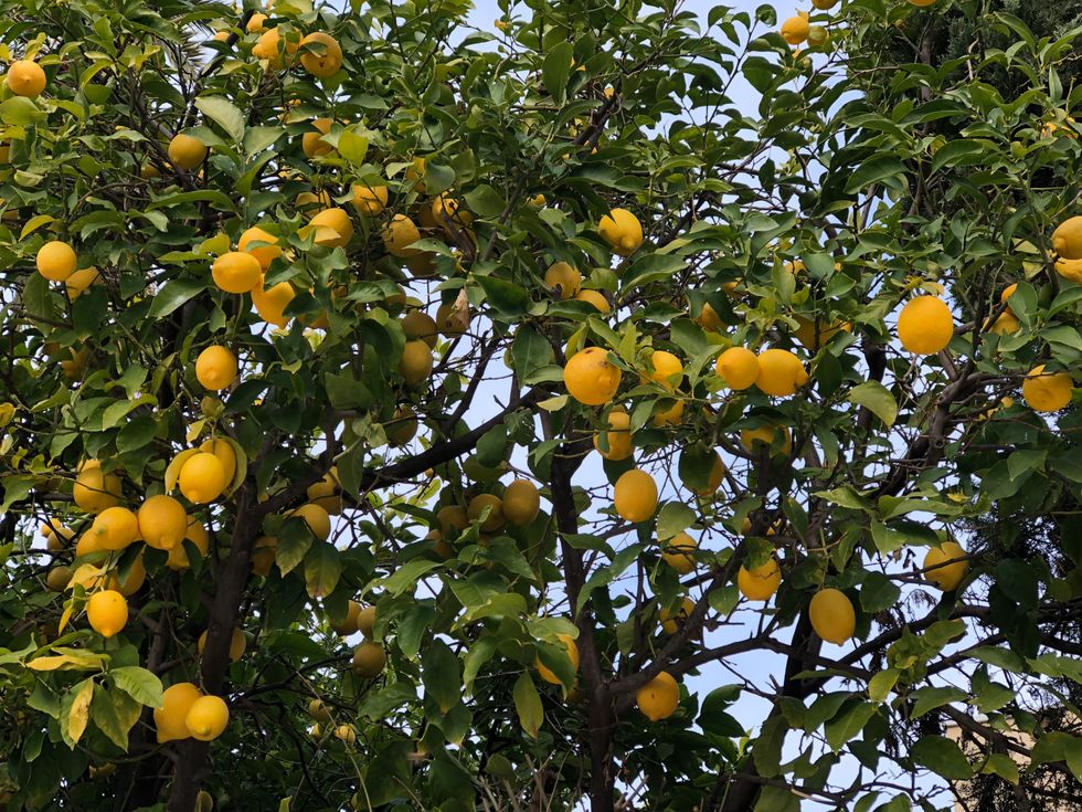 Fiction On Odyssey: The Lemon Tree
