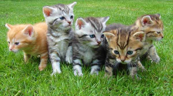 Cats Rule, Dogs Drool. Simple As That.