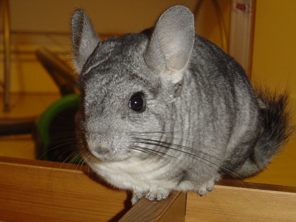 7 Reasons Why You Need To Love Chinchillas