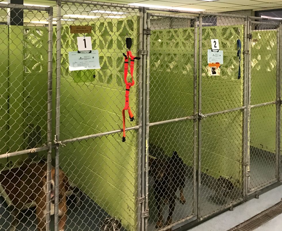 5 Life Lessons Taught By Shelter Dogs