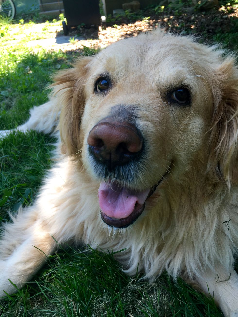 A Letter To My Dog In Heaven