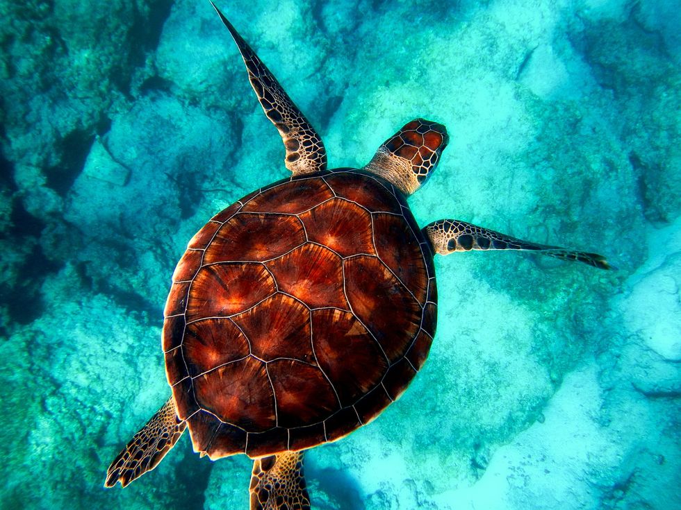 If You Don't Already, Start Caring About Sea Turtles