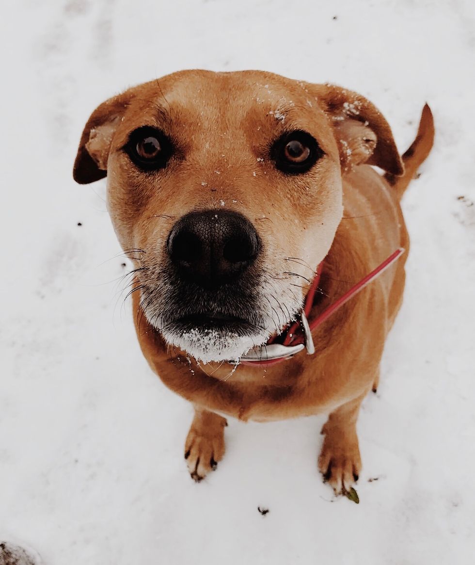 13 Pictures Of Dogs To Brighten Your Day