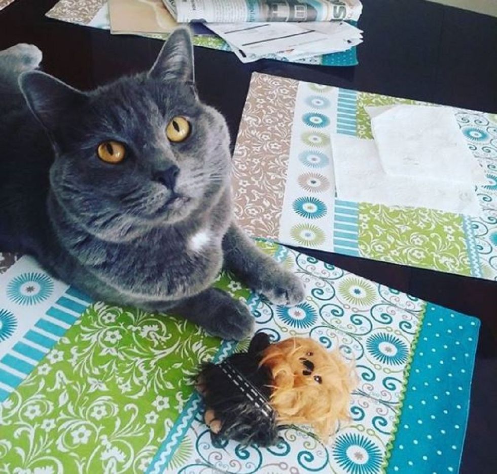 10 Things You Wish You Could Say To Your Cat, Like Right Meow