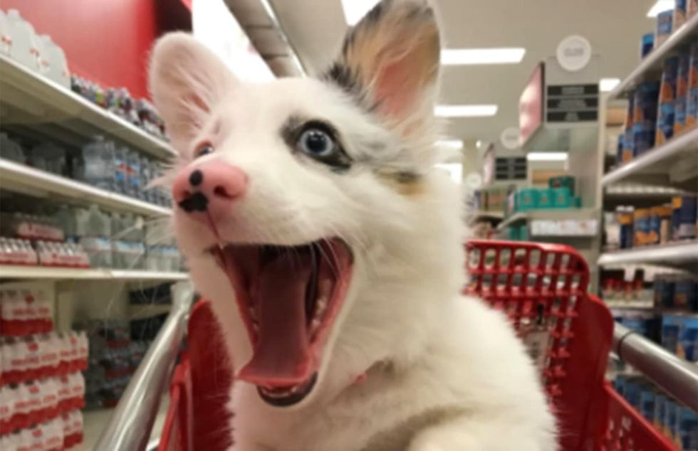 10 Of The Cutest Dogs To Ever Bless The Internet