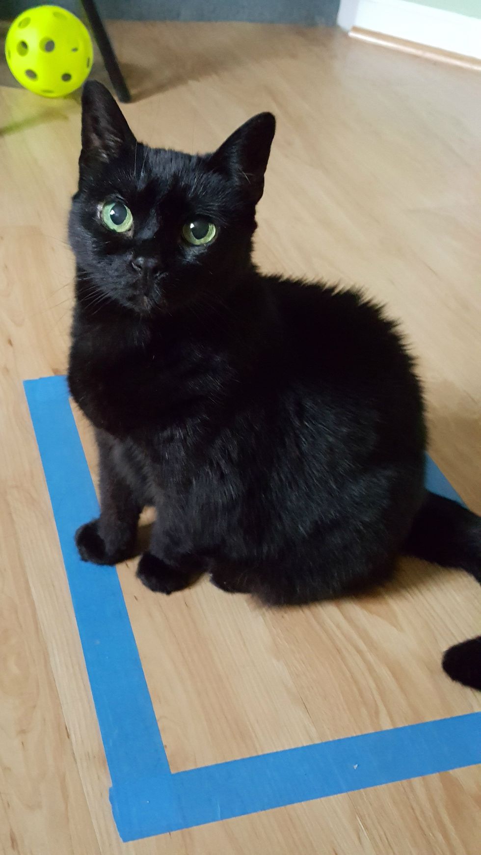 Poetry On Odyssey: My Elderly Kitten